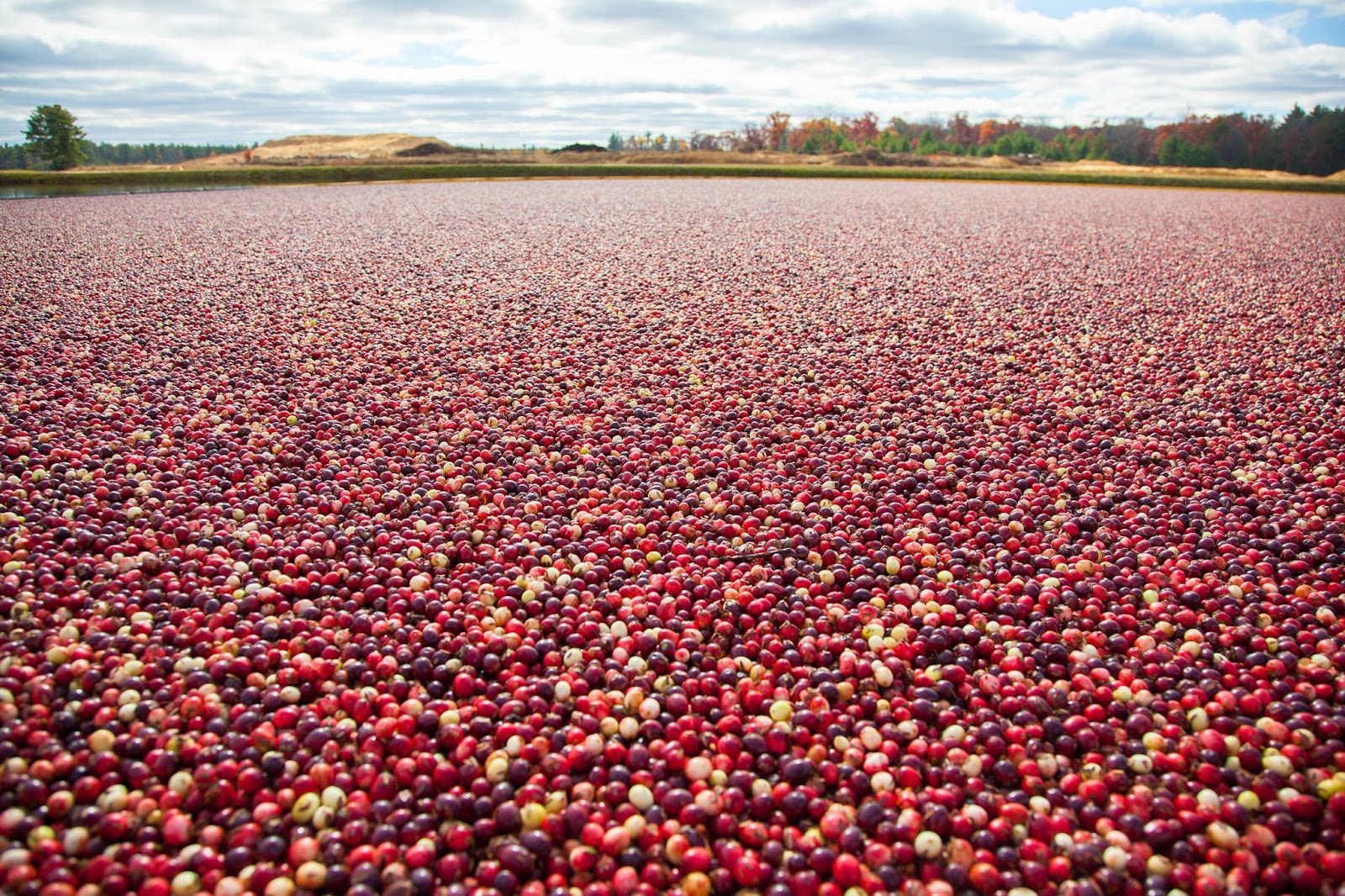 KAILEY J. FLYNN PHOTOGRAPHY The Wisconsin Cranberry Highway