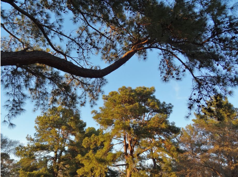 HTownWest Photo Blog Arrival of Spring as early as first week of March