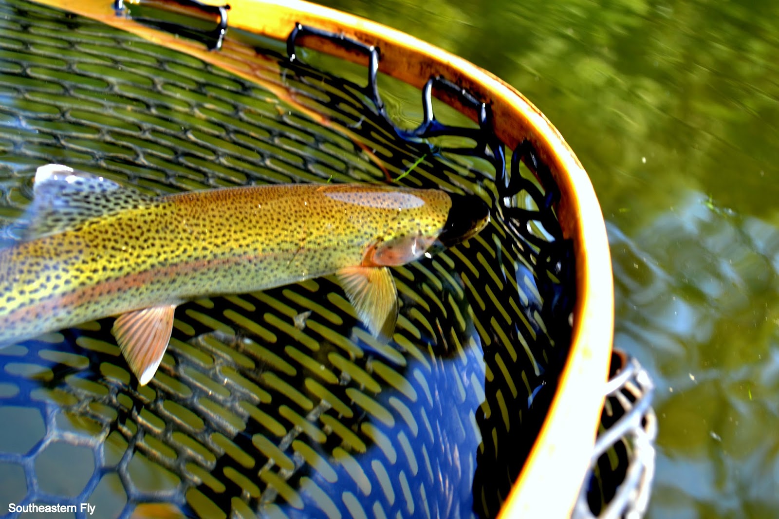 Southeastern Fly Tennessee Fly Fishing