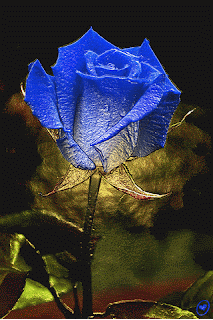 Hình động đẹp - Hoa hồng xanh 15