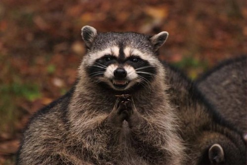 Funny+Raccoon+09.jpg