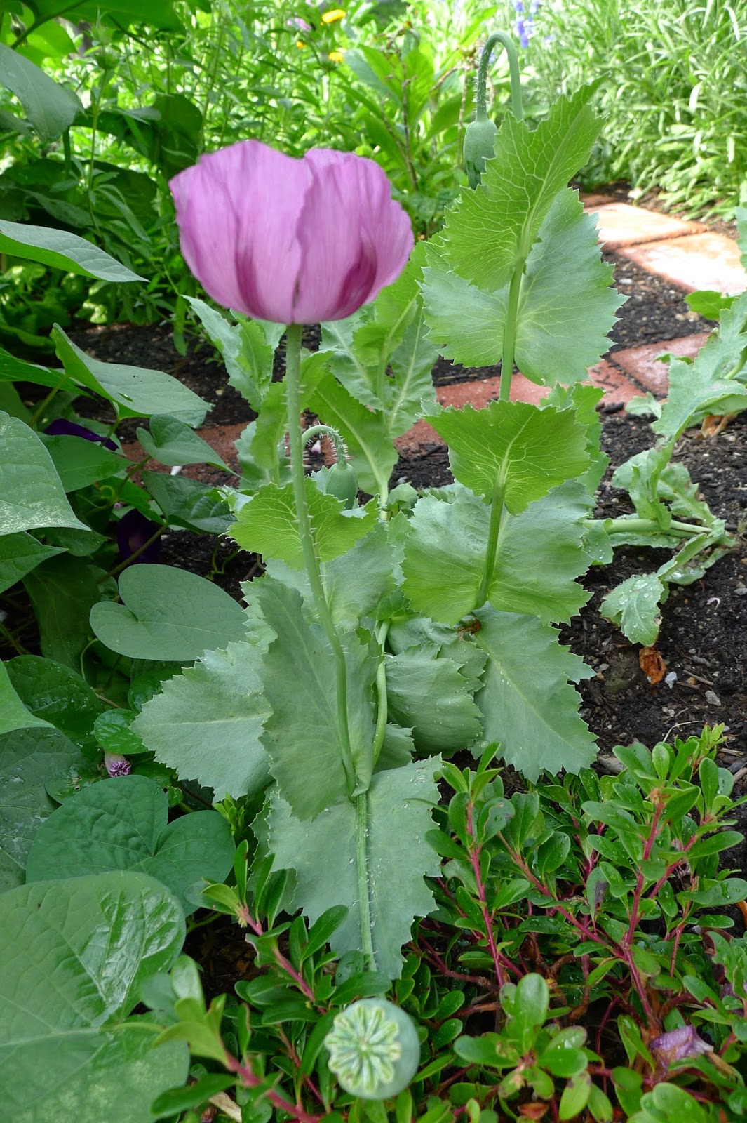 Less Noise, More Green Edible Landscape Project, Hungarian Blue Bread Seed Poppy, Papaver somniferum, annual, edible seeds