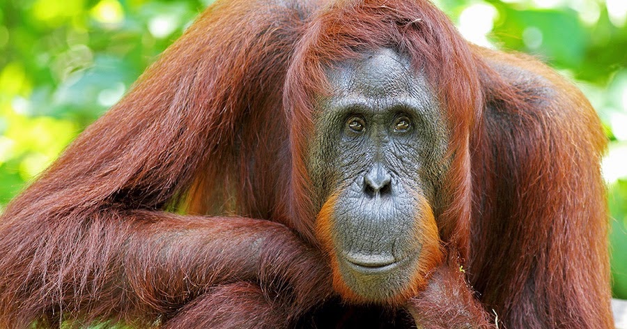 gaviotas y anillas Pongo pygmaeus