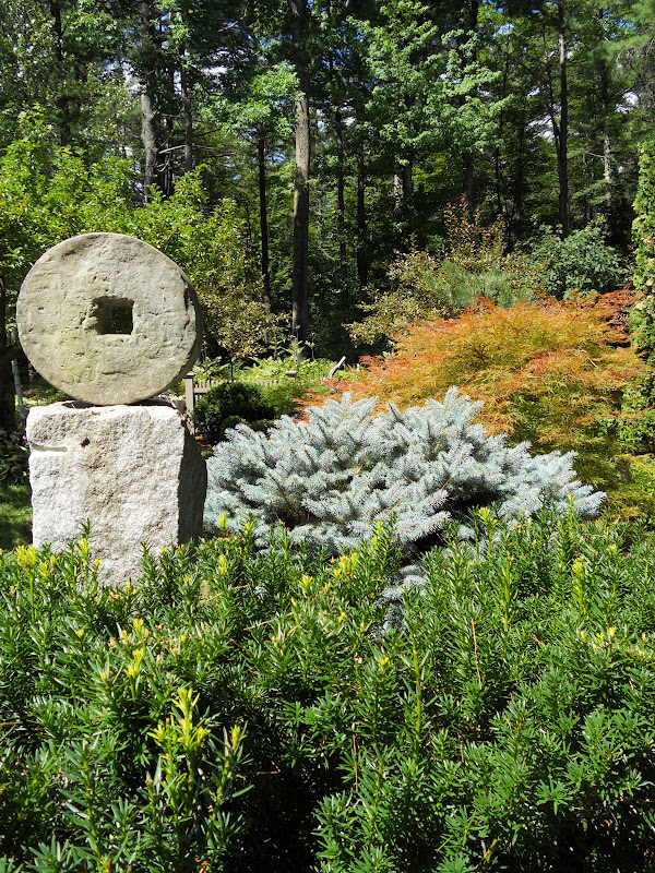 Anemone Times Juniper Hill Farm