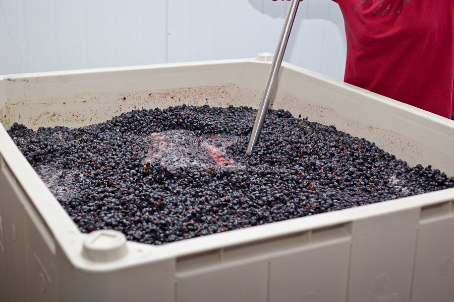 "X" Wines Let's Make Some Wine!