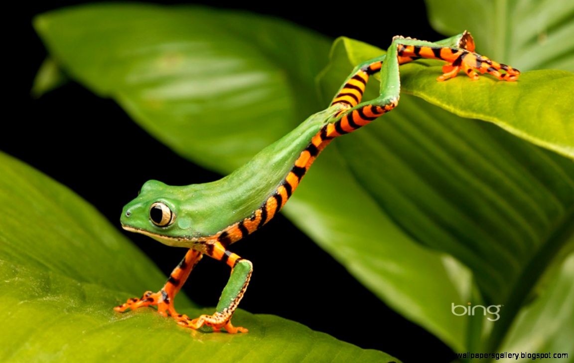 Tiger Striped Leaf Frog Tiger Striped Leaf Frog