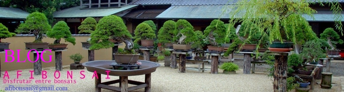 Afibonsai