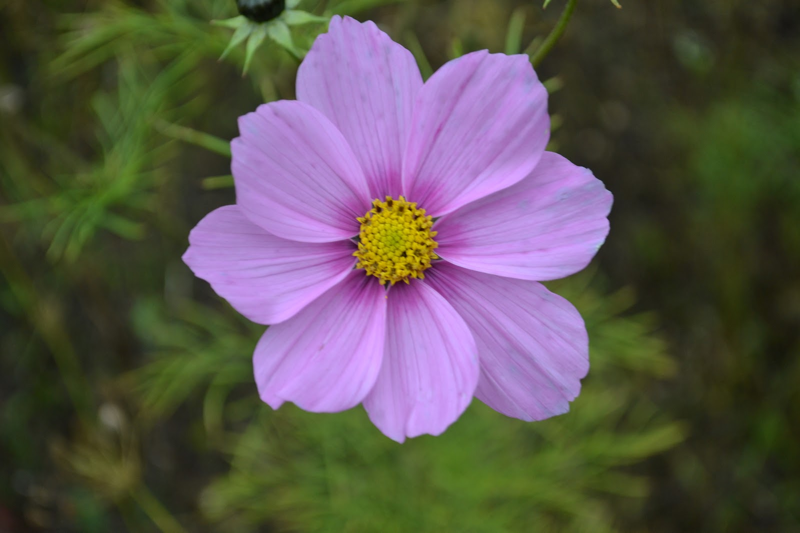 Cosmos Family Friendly Plants Kidsinthegarden