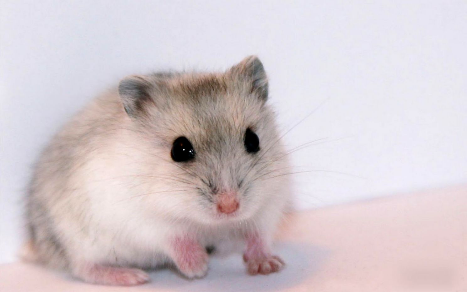 Hamster Wallpaper Full HD Animal Wallpapers Litle Pups
