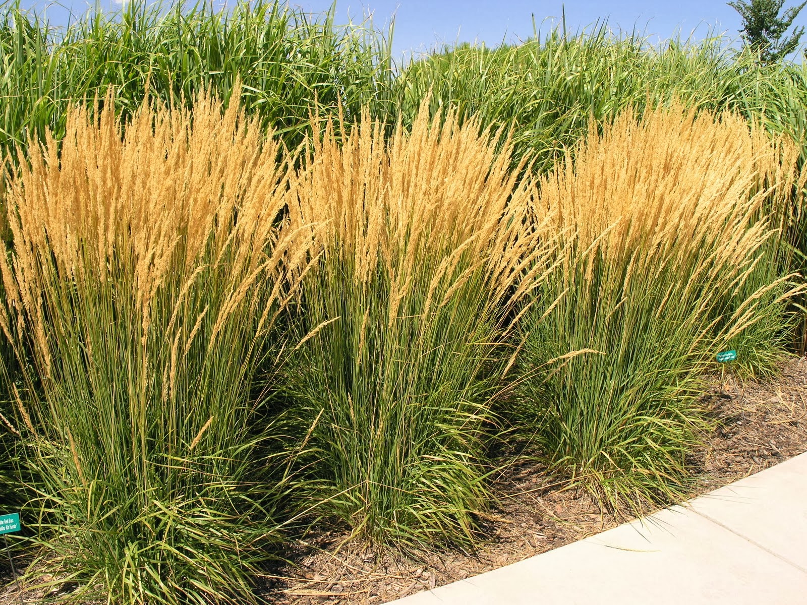 calamagrostis acutiflora mature height spread jeanna fine vibrator masturbation