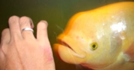 Akuamina Sinar Tani Gurame Padang Dikoleksi Sebagai Ikan Hias