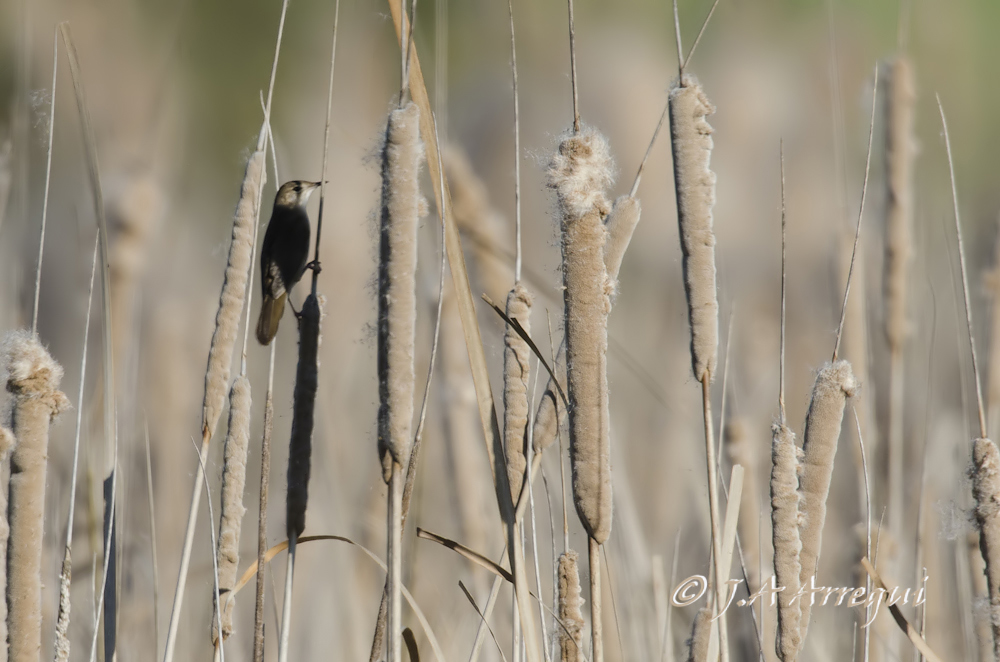 Buscarla unicolor, Locustella luscinioides, Savi´s Warbler Buscarla unicolor, Locustella luscinioides, Savi´s Warbler