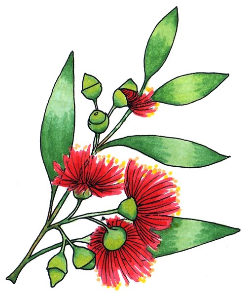 Gumnut Blossoms Are Iconically Australian And The Inspiration For Pictures