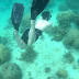 Liburan Snorkling Di Pulau Abang "Galery"