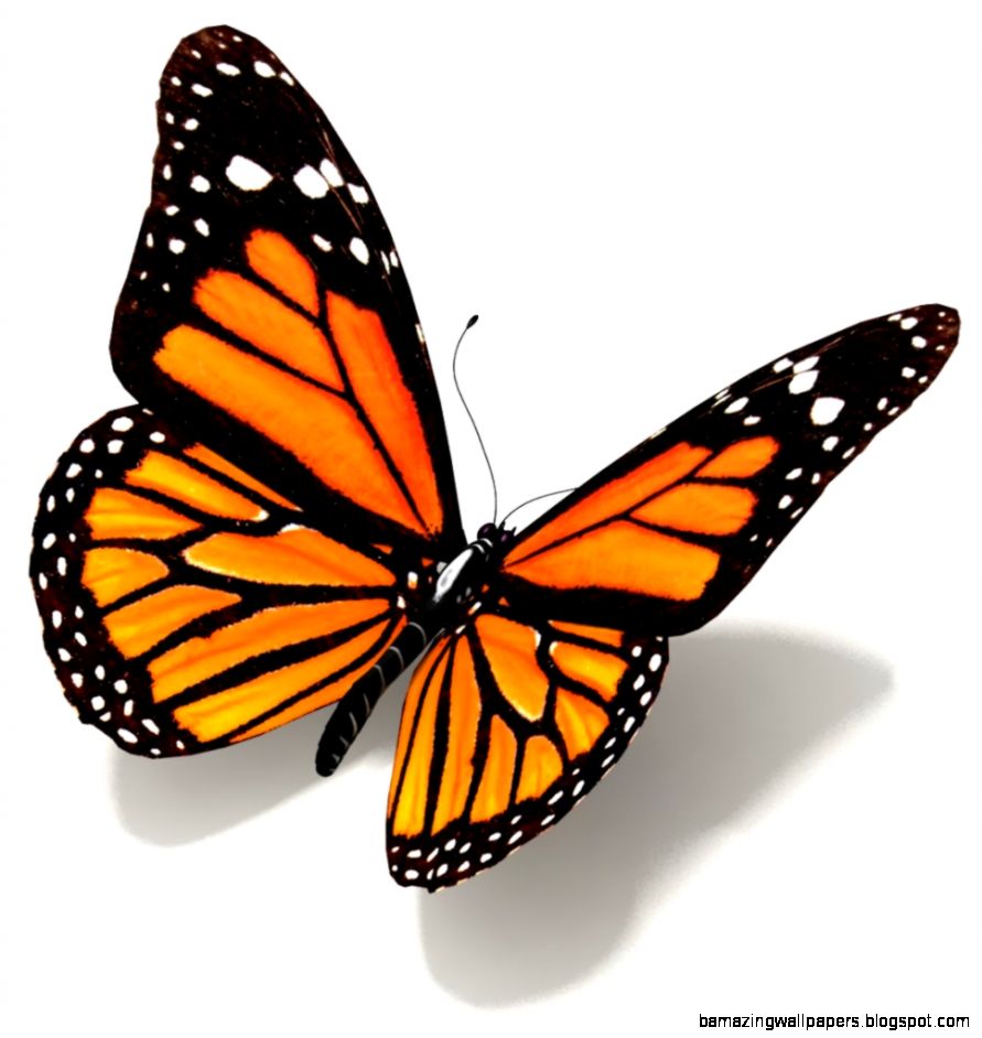 Interpretation of a dream in which you saw «Butterfly» Interpretation of a dream in which you saw «Butterfly»