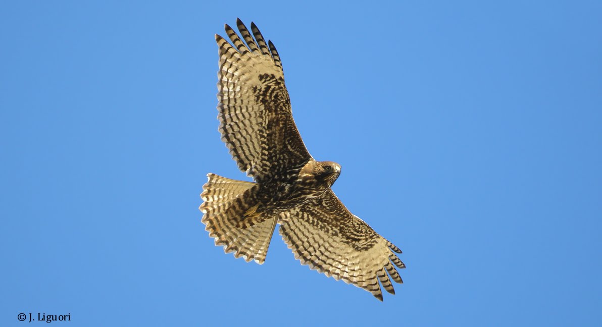 Utah Birders Birding Blog, Utah Birds, Utah Birding, Utah Bird ID