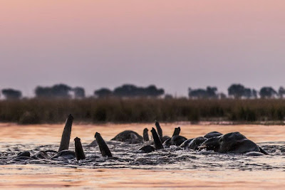 Bij zonsondergang wil een kudde olifanten de Chobe rivier over steken richting Namibië, een riskante onderneming want ook buffels willen door de rivier.