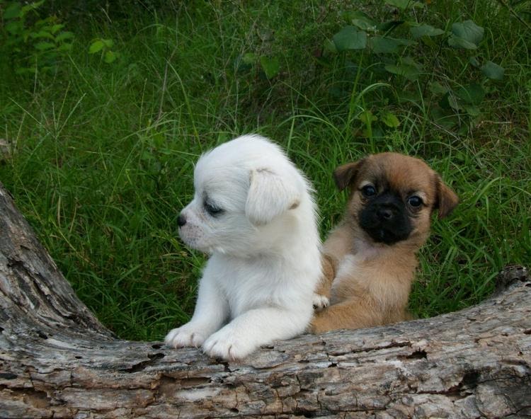 Sri Lankan Dog Lovers