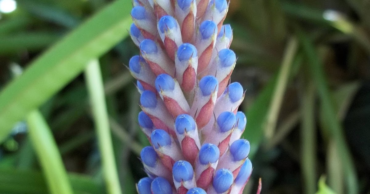 Garden Adventures Aechmea cylindrata
