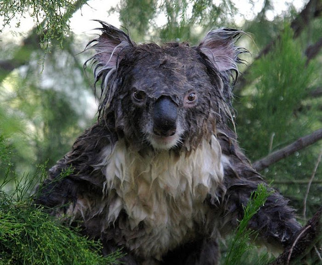 This is what a wet koala looks like, wet koalas, cute koalas, koala pictures