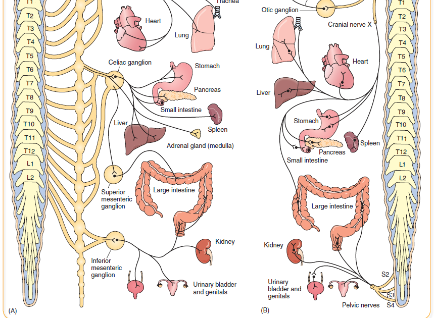 Sympathetic and Parasympathetic Division of Autonomic Nervous System