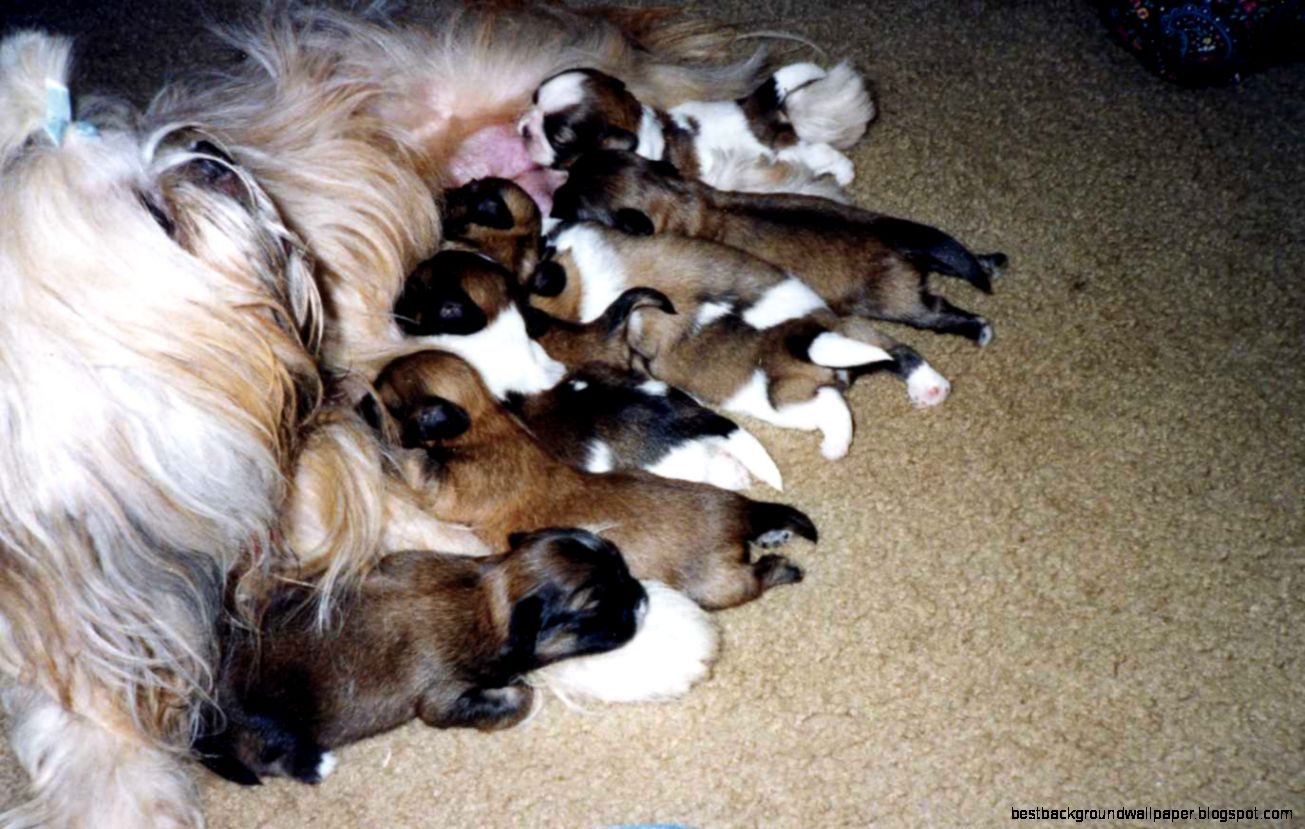 PAST Puppies 3 PAST Puppies 3