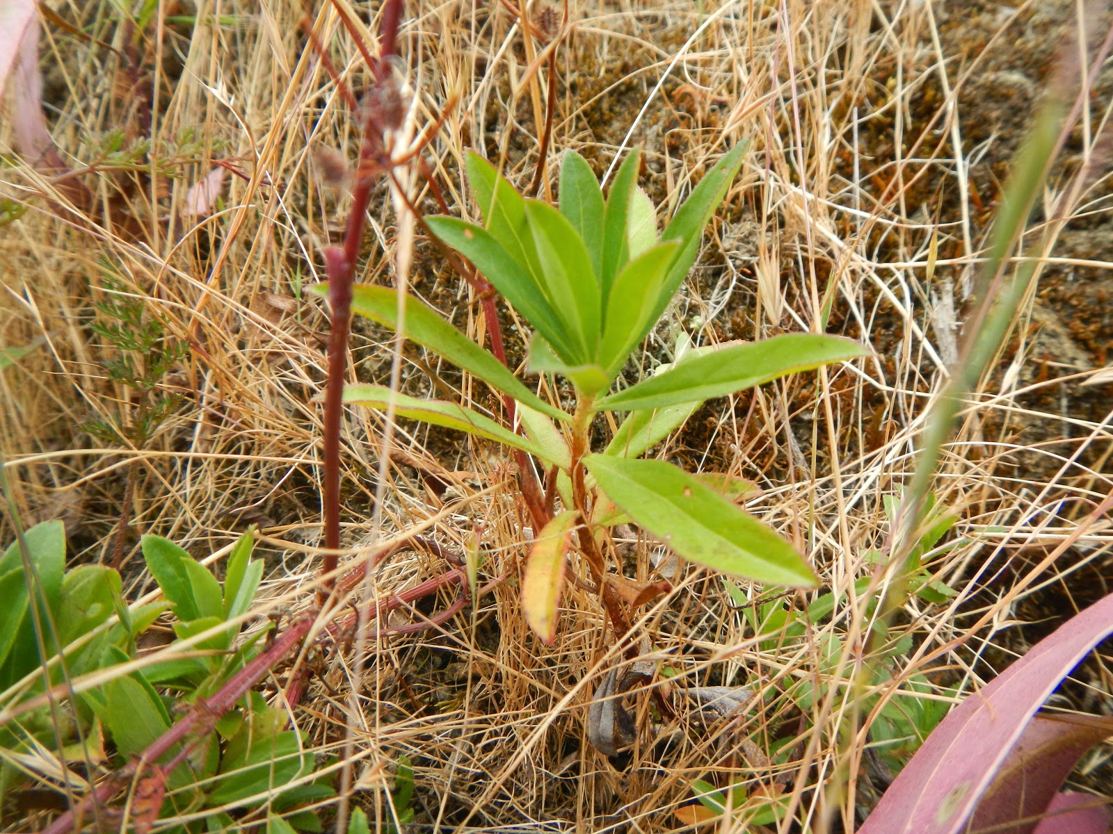 Gardening Airy Fairies Pruning Spring Summer Autumn Winter