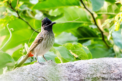 birds at durgam cheruvu