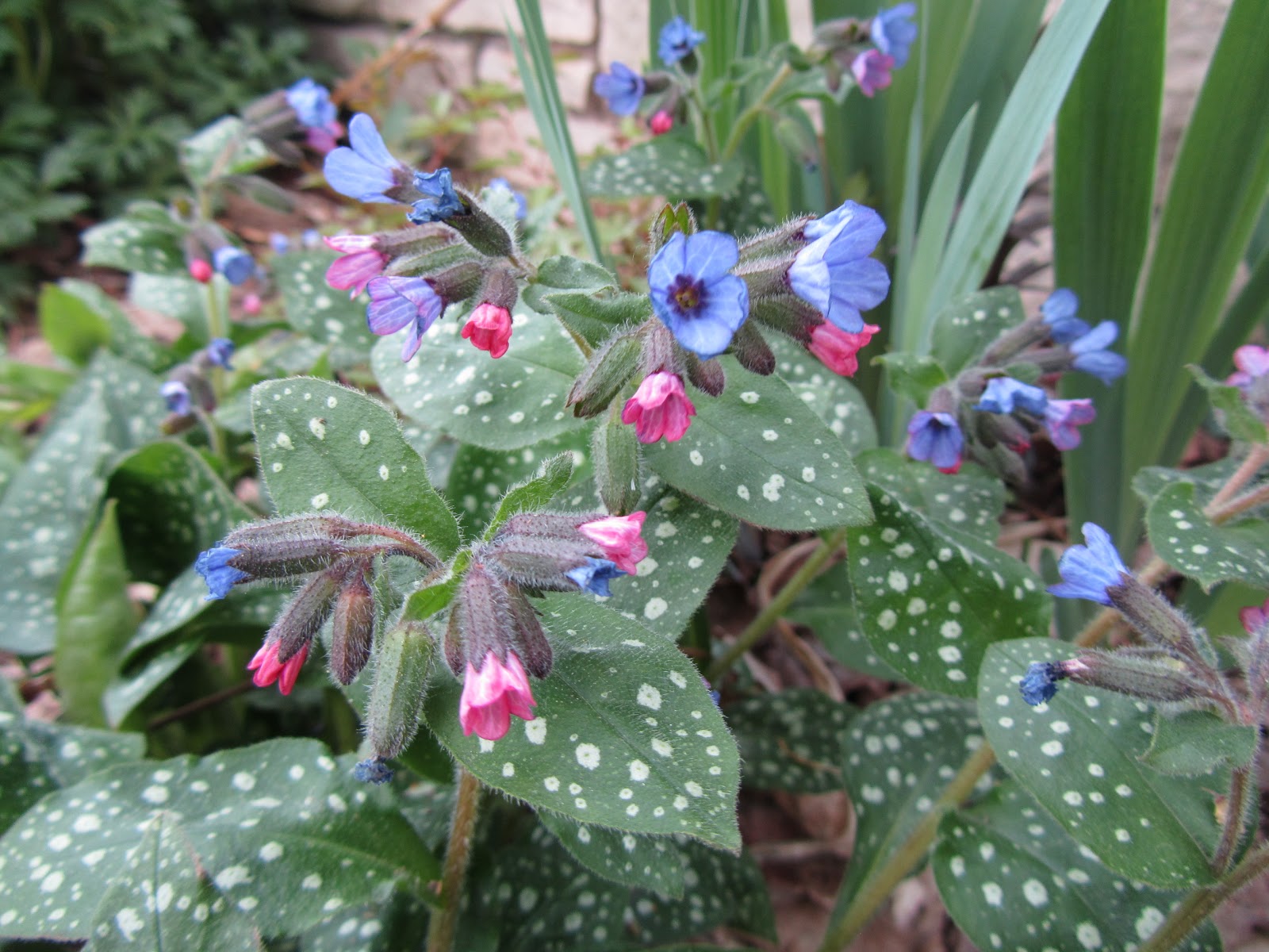 Cheesehead Gardening Shade Plant of the Week Pulmonaria