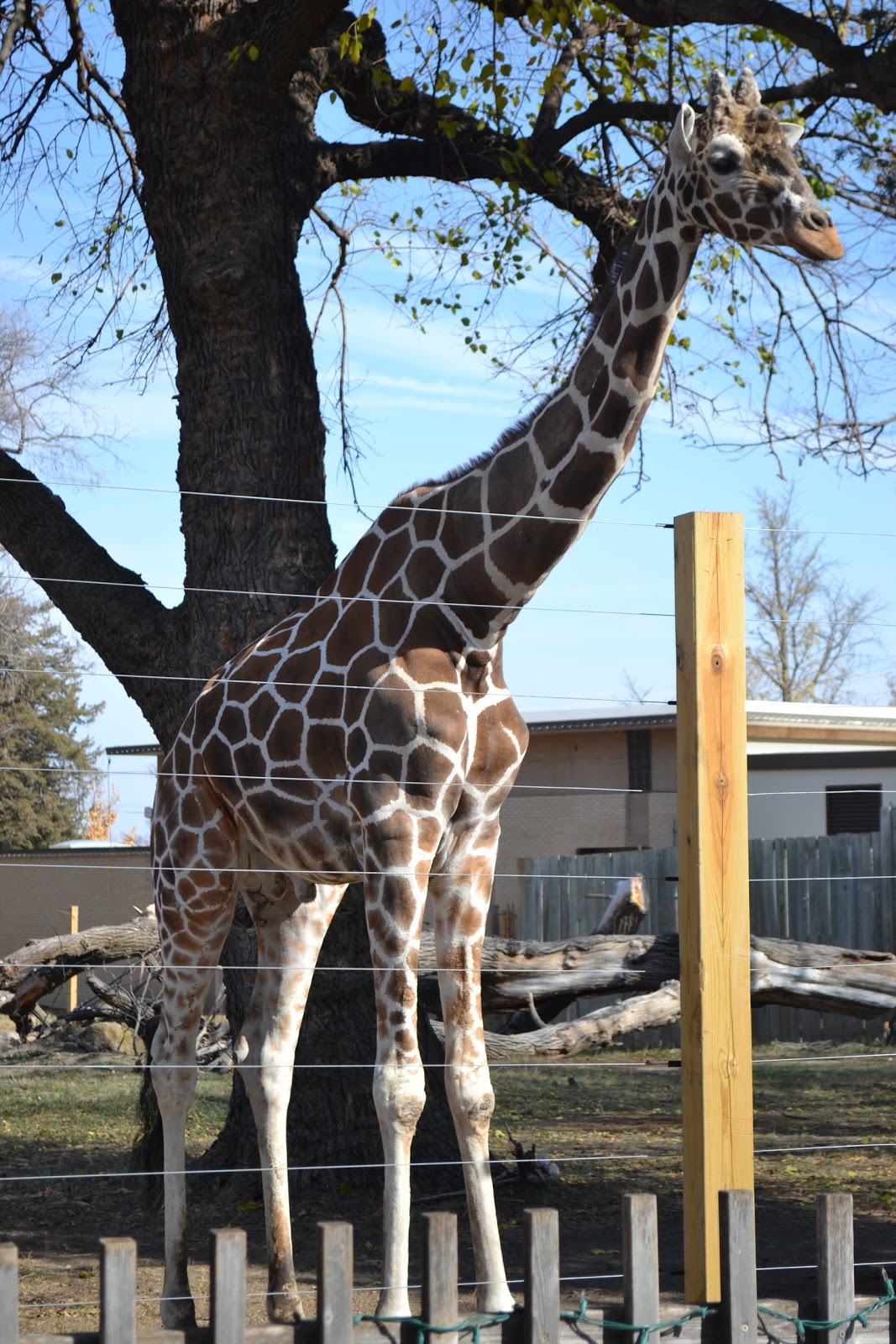 My Adventures In Wanderland Topeka Zoo and Gage Park