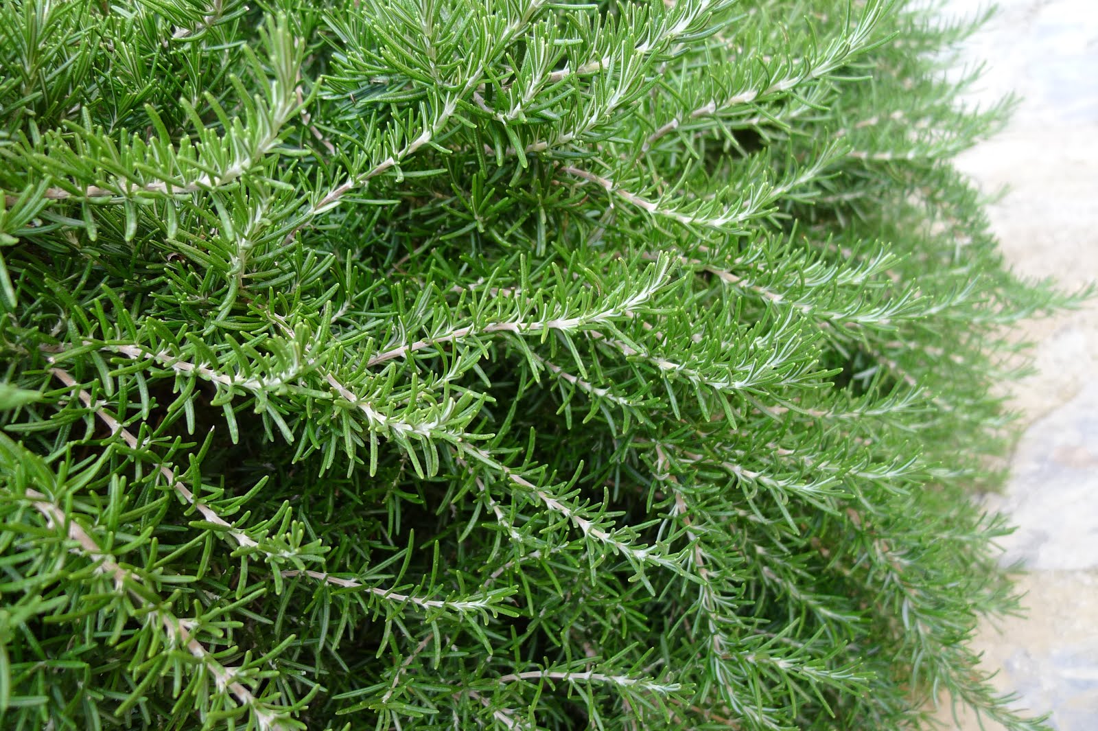 Grow Rosemary Inside in Winter