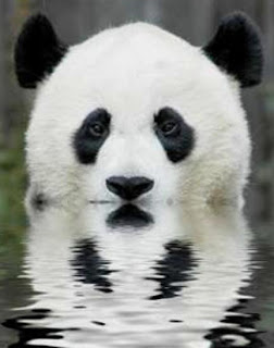 Panda Berenang 