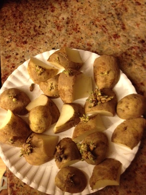 Potato Budding