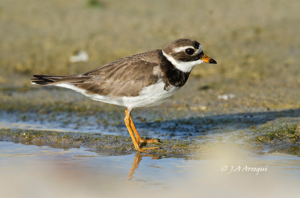 Chorlitejo grande, Charadrius hiaticula, Great Ringed Plover Chorlitejo grande, Charadrius hiaticula, Great Ringed Plover
