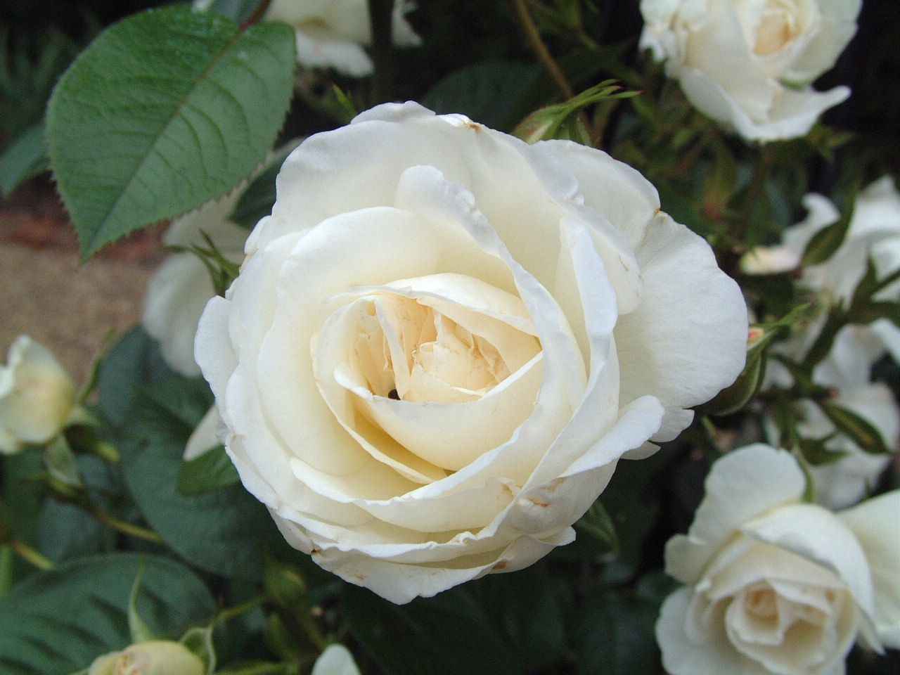 flowers for flower lovers. White rose desktop hd wallpapers.