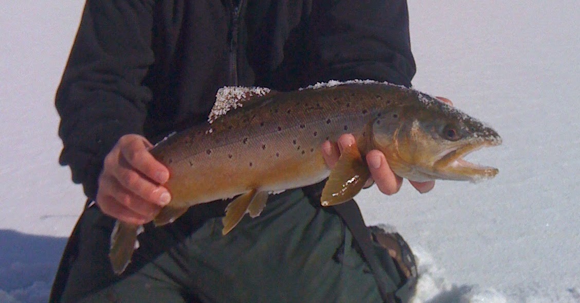 Western Fishing Unlimited Nice Browns in Porcupine Reservoir!