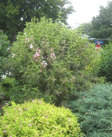 Weigela Bristol Ruby Le Blog Du Jardin De La Salamandre