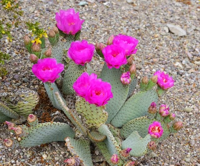 Opuntia basilaris 178