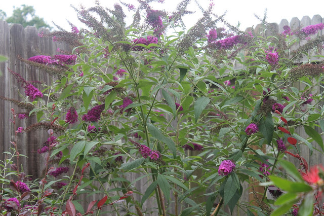 butterfly bush