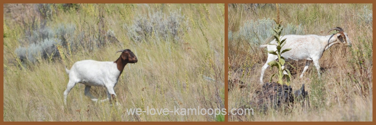 welovekamloops Goats Weed Control Kamloops, BC