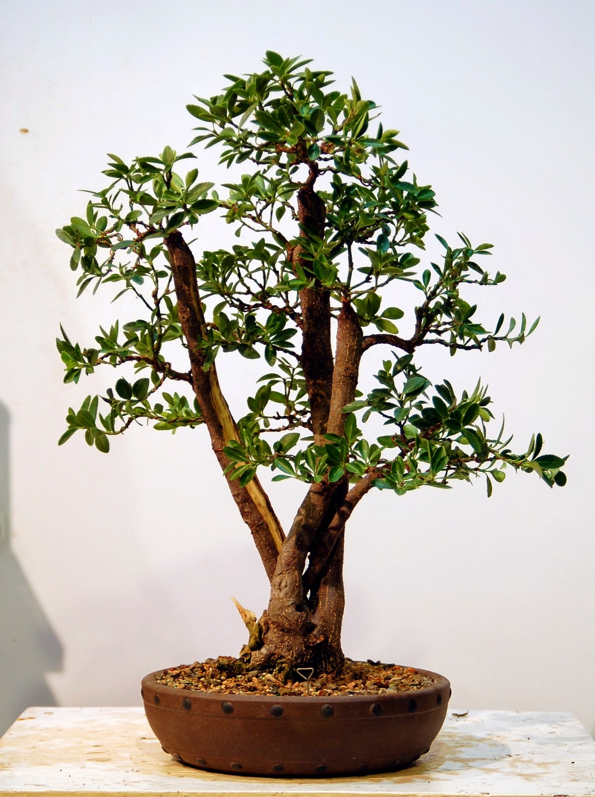 Heart of Texas Bonsai: Boxleaf Euonymus #43 - a prize in every box!