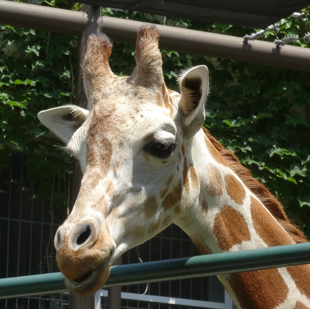 福岡市動物園ブログ 7月 2016