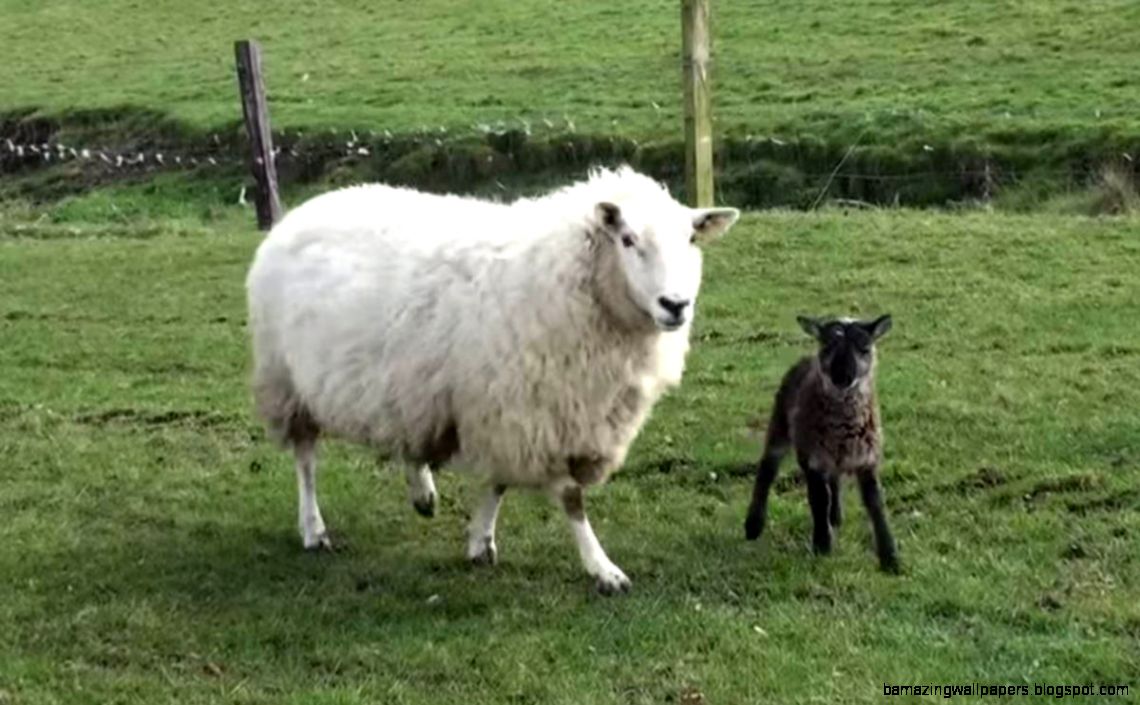 geep Archives Modern Farmer geep Archives Modern Farmer