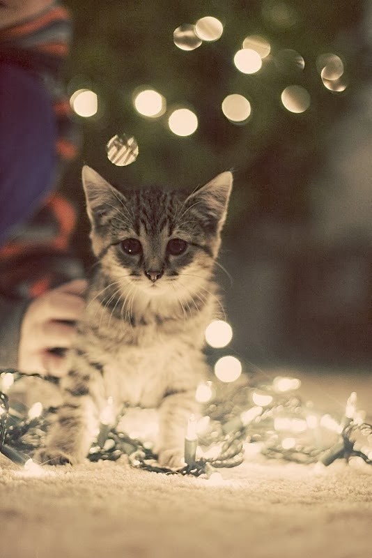 30 amazing christmas tree gifs to share herding cats & burning soup: Cat Thursday– Christmas and the kitteh…
