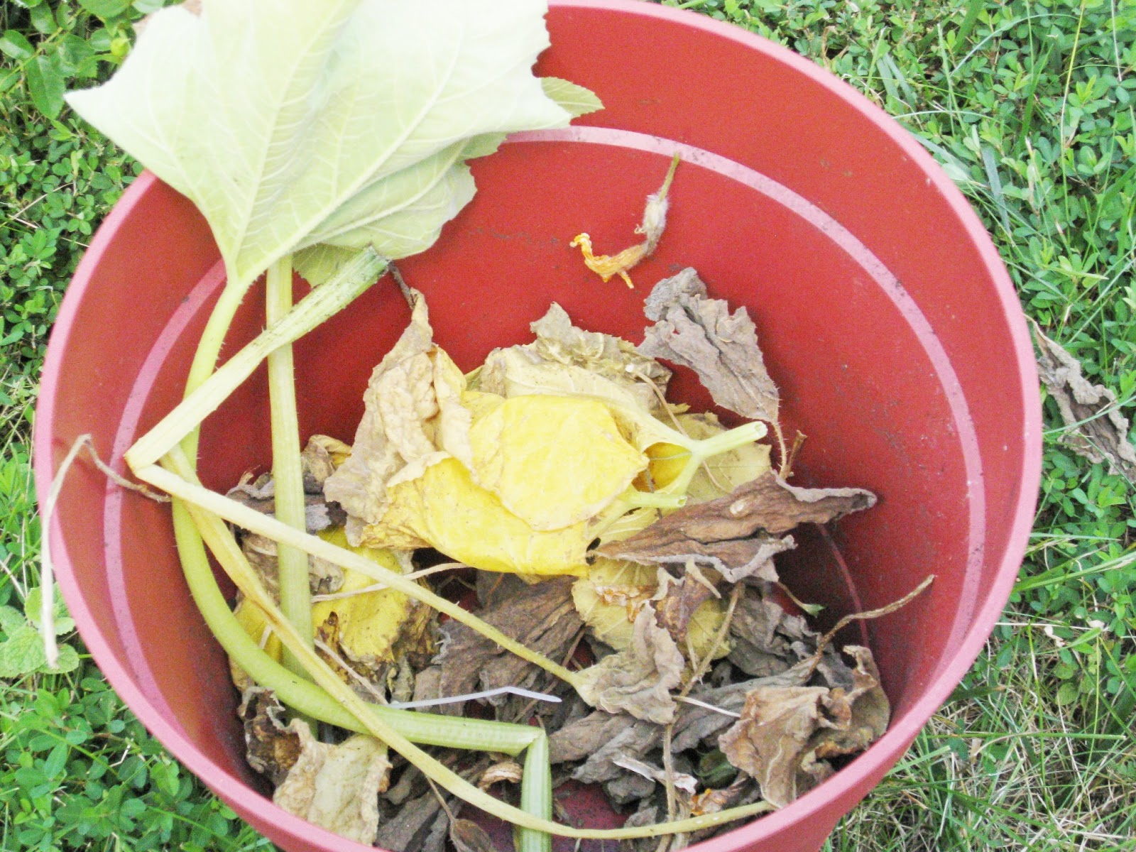 Bonz Blogz Garden Update Day 134