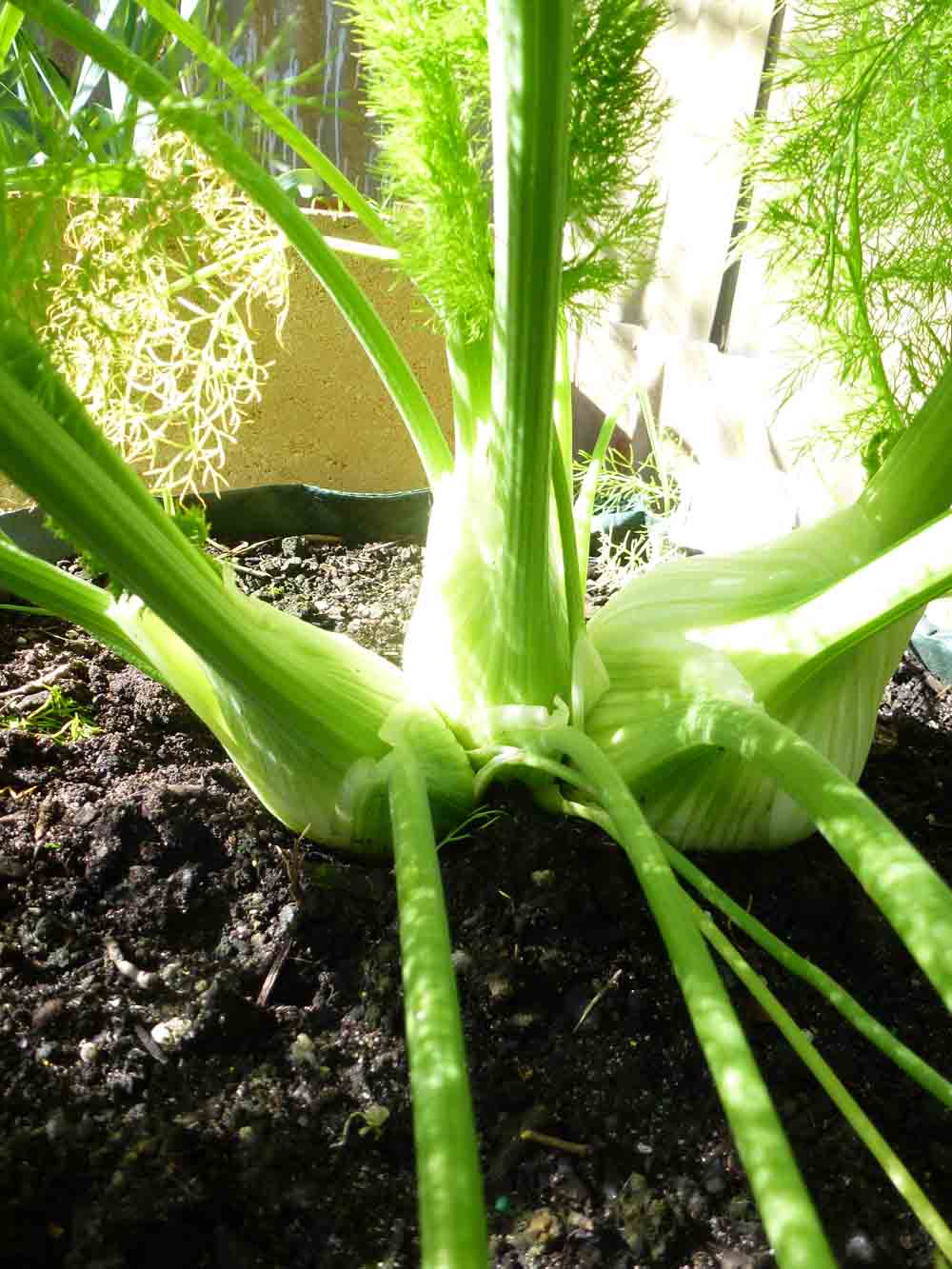 Start To Grow Baby Fennel Recipes