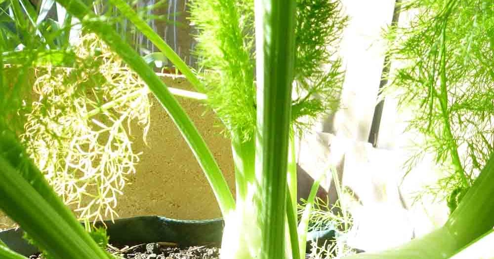 Start To Grow Baby Fennel Recipes