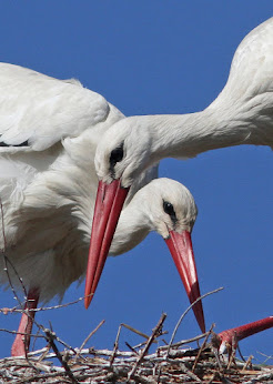 White Storks