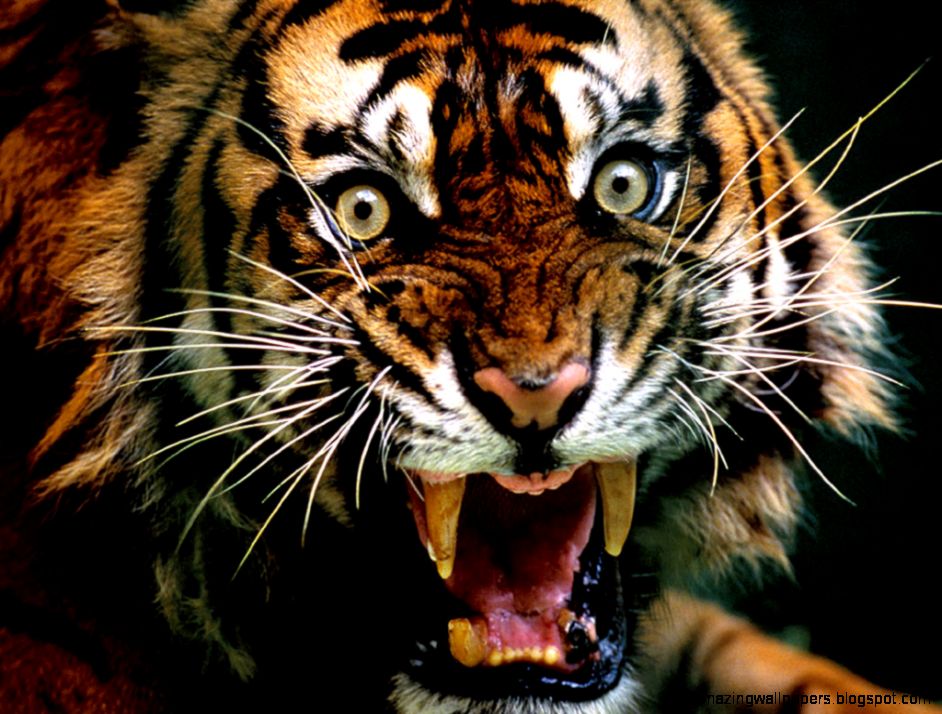 Animal Tigers Roaring wallpaper Animal Tigers Roaring wallpaper