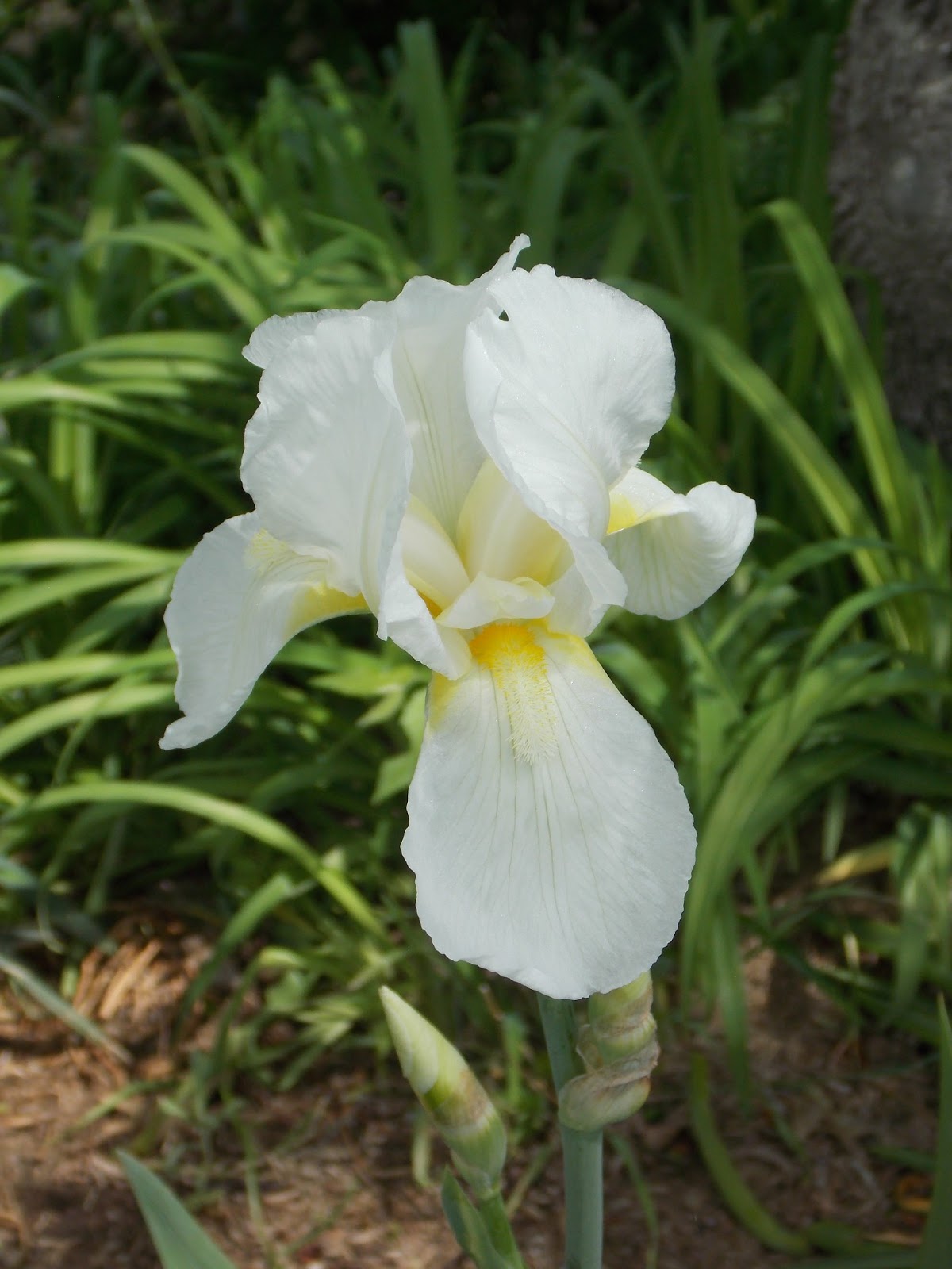 Keep Calm and KERRI On What is the Plural of "Iris"? Huh...